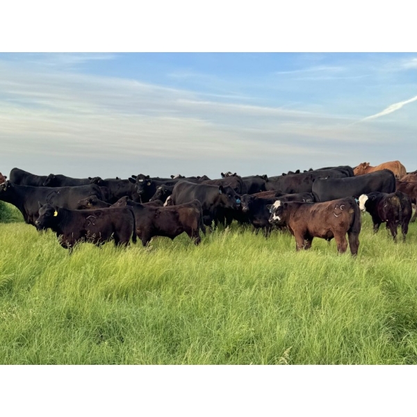 Gordon, Amanda & Chance Whittemore - 740# October Delivery Steer Calves - 80 Head (Elnora, AB)