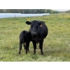 Image 23 : Malarky Farms - 35 Black/Black X Cow/Calf Pairs (Newdale, MB)