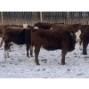 Image 3 : Four Forty Farms - 825# January Weaned Heifers - 65 Head (Eckville, AB)