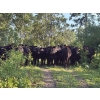 Image 8 : Little Rainbow Ranch - 50 Black & BBF Simm X Angus & Angus AI Bred Heifers (Moosomin, SK)