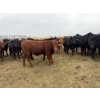 Image 3 : Poplarview Stock Farm - 950# May Delivery Steers - 128 Head (Pipestone, MB)