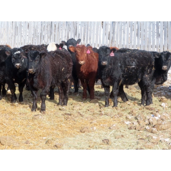 Willowside Ranch - 625# March Delivery Heifers - 88 Head (Vibank, SK)