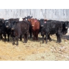 Image 1 : Willowside Ranch - 625# March Delivery Heifers - 88 Head (Vibank, SK)