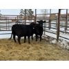Image 2 : Regehr Land & Cattle - 3 Heifers (Pen 146)