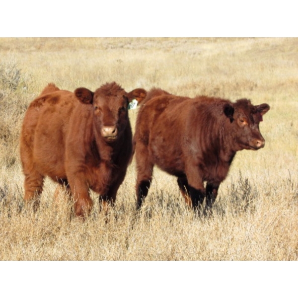 Dan & Kathy MacDonald - 550# November Delivery Steer Calves - 110 Head (Buffalo, AB)