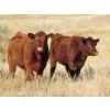 Image 1 : Dan & Kathy MacDonald - 550# November Delivery Steer Calves - 110 Head (Buffalo, AB)