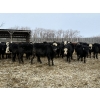 Image 5 : Kristjanson Farms - 790# February Delivery Steers - 35 Head (Foam Lake, SK)