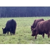 Image 5 : Triplelyones Farms - 940# September Delivery Grass Steers - 198 Head (Westlock, AB)