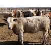 Image 7 : Dennis Bjelland - 975# May Delivery Heifers - 45 Head (Patricia, AB)