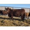 Image 2 : Fox Cattle Co. - 25 Red/RBF Simm X May Caving Bred Heifers (Foam Lake, SK)
