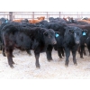 Image 11 : Bezan Cattle Corporation - 720# Feb/March Weaned Steers - 80 Head (Midale, SK)