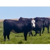 Image 8 : Saddle Ridge Ranching - 970# Sept/Oct Delivery Grass Heifers - 63 Head (Strathmore, AB)