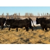 Image 3 : Salty Fox Farms - 50 Black Simm X Bred Heifers (Fork River, MB)