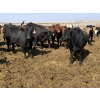 Image 5 : Hegedys Ranching - 1000# May Delivery Steers - 140 Head (Acme, AB)