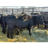 Image 3 : Lazy J Cattle Co. - 10 Third Calvers (Pen 443B)