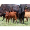 Image 6 : L & J Ranch - 550# October Delivery Steer Calves - 70 Head (Harptree, SK)