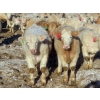 Image 6 : Munro Farms - 980# March Delivery Steers - 140 Head (Kelwood, MB)