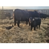Image 2 : Rolling N Ranches (Nolan & Amanda Osadczuk) - 5 Black Heifer Pairs