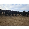 Image 7 : Monette Farms - 800# January Weaned Steers - 235 Head (Airdrie, AB)