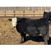 Image 6 : Jarokosky Farms - 800# March/April Delivery Heifers - 25 Head (Lethbridge, AB)