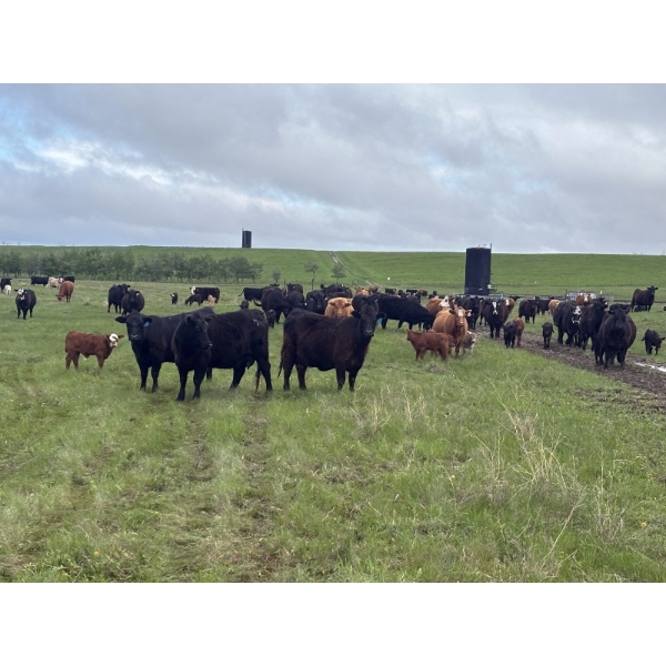 Hanging H Ranch Ltd. - 525# November Delivery Steer Calves - 110 Head (Marwayne, AB)
