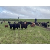 Image 1 : Hanging H Ranch Ltd. - 525# November Delivery Steer Calves - 110 Head (Marwayne, AB)