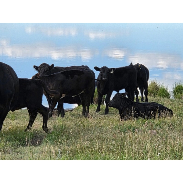 Tri Star Cattle - 590# October Delivery Steer Calves - 90 Head (Halkirk, AB)