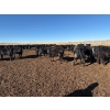 Image 5 : Vern Hambling - 800# February Delivery Heifers - 243 Head (High River, AB)
