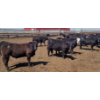 Image 9 : Cattlewood Farms Ltd. - 690# May Delivery Steers - 117 Head (Stirling, AB)