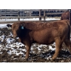 Image 8 : Hawk Ranching - 930# March Delivery Steers - 67 Head (Parkland, AB)