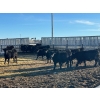 Image 5 : Lost River Farming - 965# February Delivery Steers - 265 Head (Allan, SK) VBP+