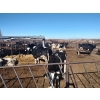 Image 2 : Idaho Dairies/Ranches - 28 Cows (Burley, ID)