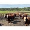 Image 6 : Terry Hines Livestock - 40 RBF May Calving Bred Heifers (Marwayne, AB)