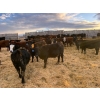 Image 4 : L & J Ranch - 715# January Delivery Heifers - 26 Head (Harptree, SK)