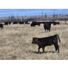 Image 7 : Rafter B Ranch - 40 Simm/Angus X Pairs (Gronlid, SK)
