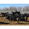 Image 7 : Shay & Sharmon Wilson - 880# March Delivery Steers - 104 Head (Bow Island, AB)