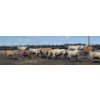 Image 2 : Cattlewood Farms Ltd. - 760# June Delivery Heifers - 35 Head (Swalwell, AB)