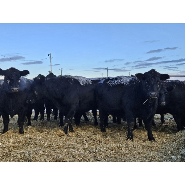 C & D Sewall - 6 Black Cows (Pen 427 - 429)