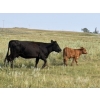 Image 16 : Garvin Kostal - 625# November Delivery Steer Calves - 95 Head (Spring Valley, SK)