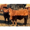Image 5 : Justin Tateson - 950# February Delivery Steers - 65 Head (Scandia, AB)