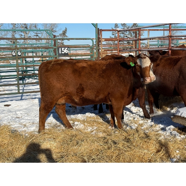 Daniel & Kim Doerksen - 4 Third Calvers (Pen 156)