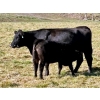 Image 10 : MG Cattle Co. Ltd. - 38 Black/BBF Simm/Angus X April/May Calving 2nd Calvers (Sangudo, AB)