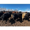 Image 5 : Chris Bartel - 1025# May Delivery Steers - 60 Head (Fort Vermilion, AB)