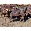 Image 9 : Allan & Janet Nameth - 600# November Delivery Steer Calves - 95 Head (Cupar, SK) VBP+