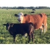 Image 3 : Stellar Farms - 670# October Delivery Steer Calves - 88 Head (Moosehorn, MB) VBP+