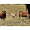 Image 7 : Logan Brothers (Rod, Barry & Bruce) - 615# October Delivery Heifer Calves - 80 Head (Oyen, AB)