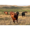 Image 8 : Wyatt & Meg Isaacson - 965# Sept/Oct Delivery Grass Steers - 315 Head (Killdeer, SK)