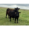 Image 3 : Kevlon Land & Cattle - 630# October Delivery Heifer Calves - 32 Head (Taber, AB)