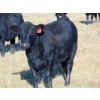 Image 5 : Coal Creek Ranching Ltd. - 850# October Delivery Grass Heifers - 54 Head (Bow City, AB) VBP+