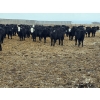 Image 5 : Ripple Rock Ranch - 750# March Delivery Steers - 290 Head (Fincastle, AB)